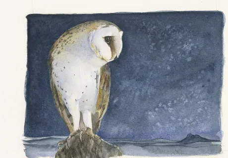 owl lost spells